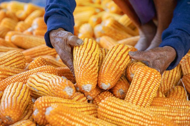 Colombian Food Ingredients